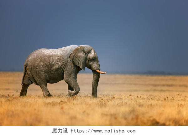 野生动物黄色大草原上行走的大象
